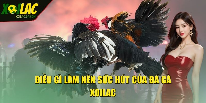 Đá Gà XOILAC - Đấu Trường Chọi Gà Trực Tuyến Đỉnh Cao 5 Điều gì làm nên sức hút của đá gà XOILAC
